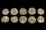 Lot: Pyrite Suns From Illinois - Pieces #92534-1